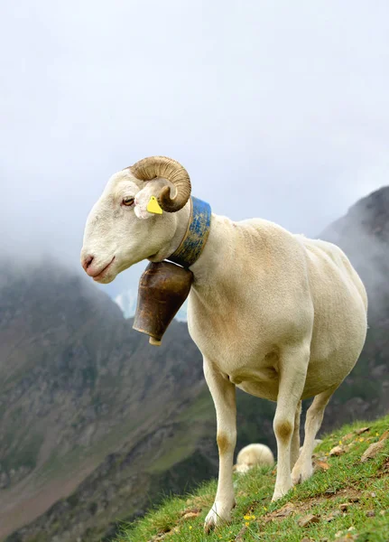 Ovelhas Pastagem Perto Col Tourmalet Nas Montanhas Dos Pirenéus França — Fotografia de Stock