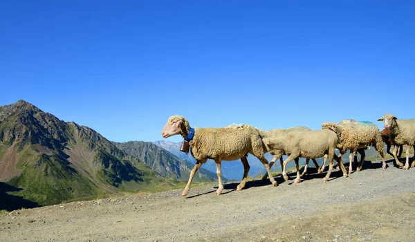 Herd Sheep Col Tourmalet Pyrenees Mountains France — Stock Photo, Image