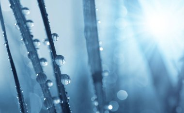 Şeffaf çimenlerin üzerinde su Çiy damlaları kapatın. Doğal arka plan.