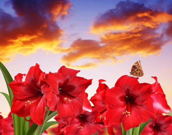 Gün Batımında Kelebek Kırmızı Amaryllis Çiçeklerle — Stok fotoğraf