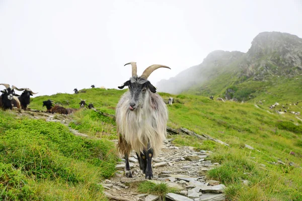 Hegy Flóra Matt Pyrenees Hegyi Legelésző Kecskék Franciaország — Stock Fotó