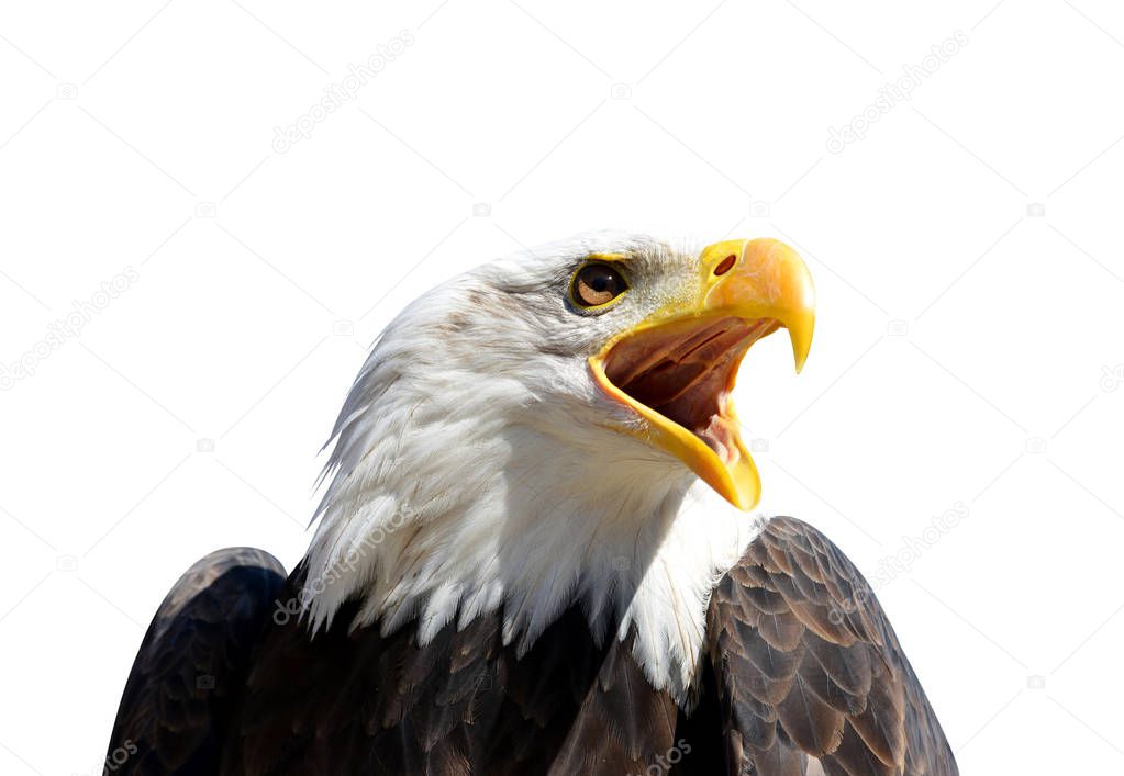 Portrait of a Bald Eagle (Haliaeetus Leucocephalus) isolated on a white background.