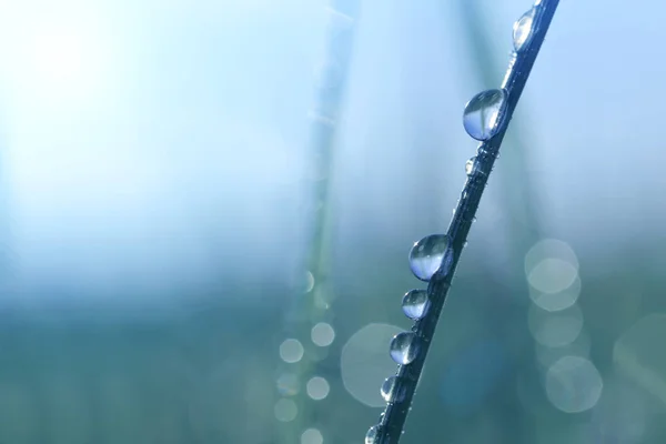 Grama Com Gotas Água Fundo Bokeh Orvalho Manhã Com Luz — Fotografia de Stock