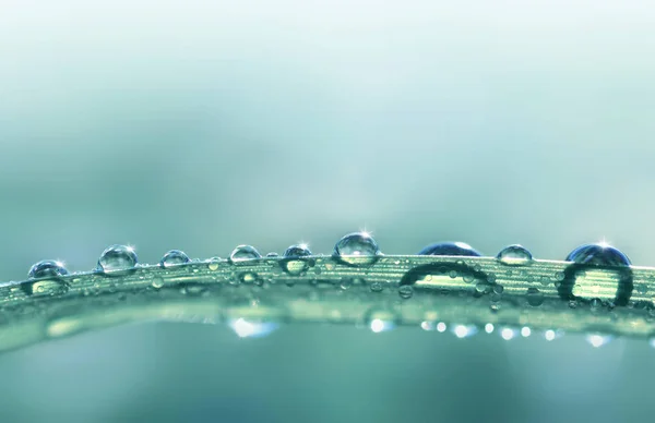 Gotas Transparentes Orvalho Água Grama Fechar Fundo Natural Com Espaço — Fotografia de Stock