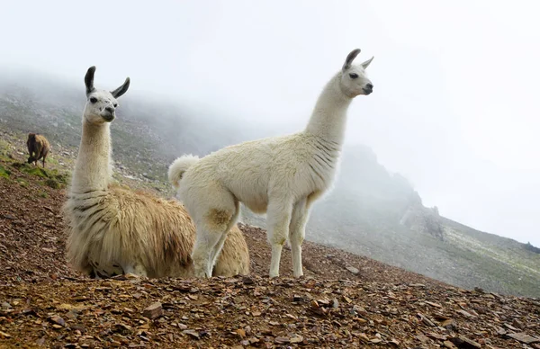 Лама Lama Glama Маммал Живущий Южноамериканских Андах — стоковое фото