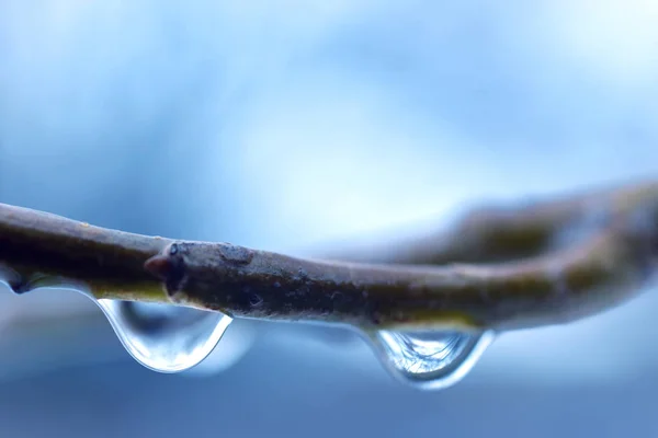 Belles Grandes Gouttes Transparentes Eau Sur Branche Arbre Près — Photo