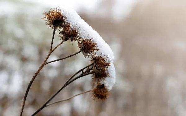 Свіжий Падаючий Сніг Сухий Будяк Крупним Планом Зимовий Сезон — стокове фото