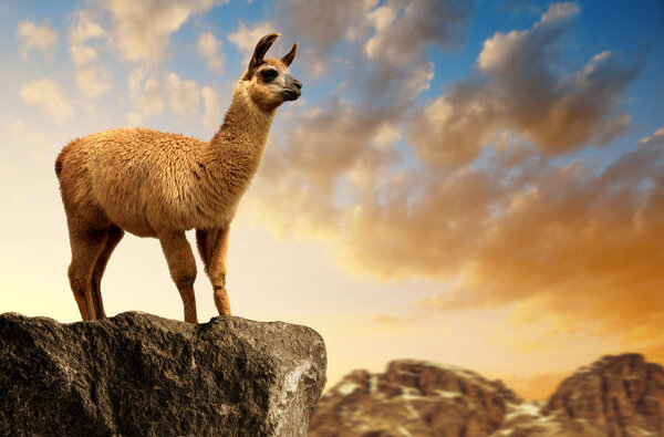 Llama (lama glama) at sunset, mammal living in the South American Andes.