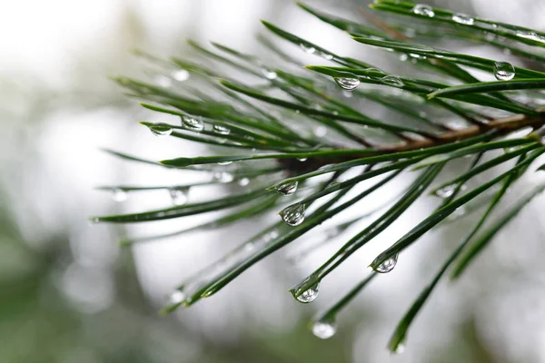 Drops of rain on the needles of the pine branch close up. Spring nature background.