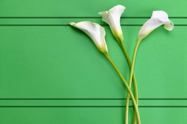 White calla lilies on green paper background.Top view. clipart