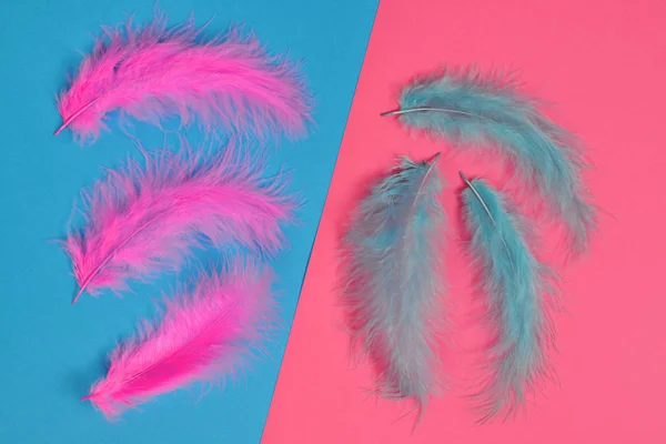 Plumas Azules Rosadas Sobre Papeles Colores — Foto de Stock