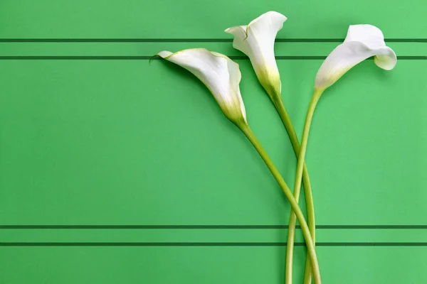 White Calla Lilies Green Paper Background Top View — Stock Photo, Image