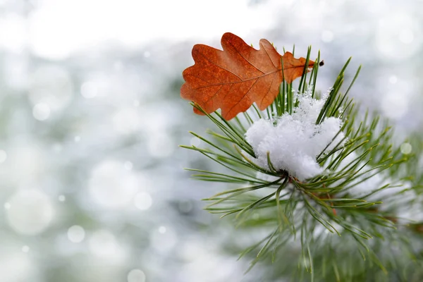 Liść Dębu Druty Pine Oddział Bliska Zima Tle Przyrody — Zdjęcie stockowe