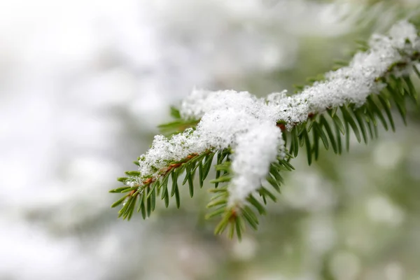 Snow Spruce Branch Close Winter Nature Background — Zdjęcie stockowe