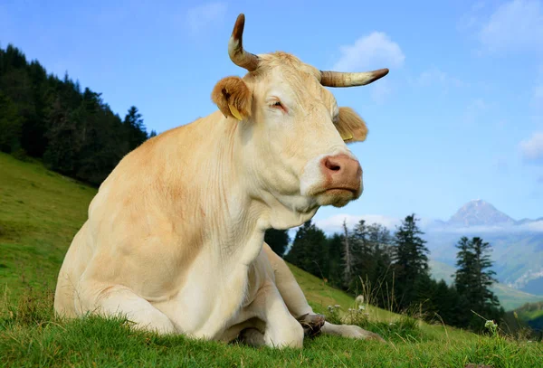 山の牧草地で牛します Aspin ピレネー山脈でフランス — ストック写真