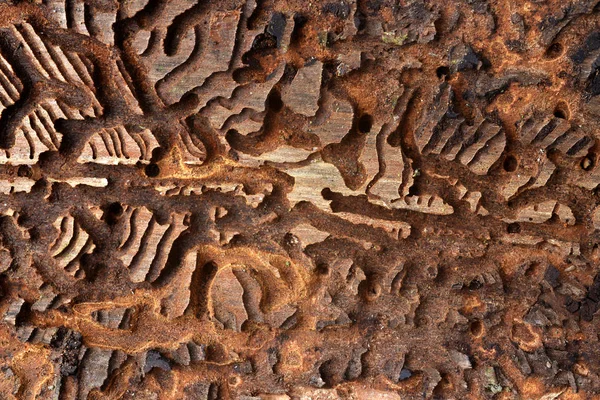 Spruce bark with pattern from bark beetles (Ips Typographus). — Stock Image Spruce Bark Pattern Bark Beetles Ips Typographus Stock Photo