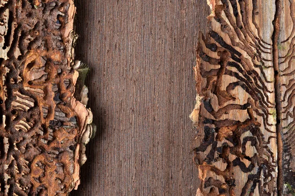 Spruce bark with pattern from bark beetles (Ips Typographus). — Stock Image Spruce Bark Pattern Bark Beetles Ips Typographus Royalty Free Stock Images