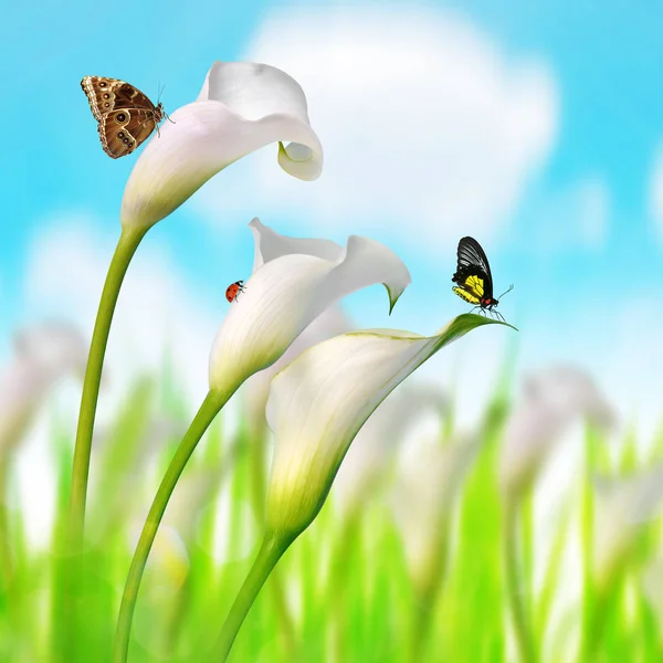 White Calla Lilies Butterflies Ladybug Spring Season — Stock Photo, Image