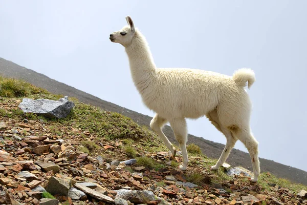 Llama Lama Glama Mamífero Que Vive Los Andes Sudamericanos — Foto de Stock