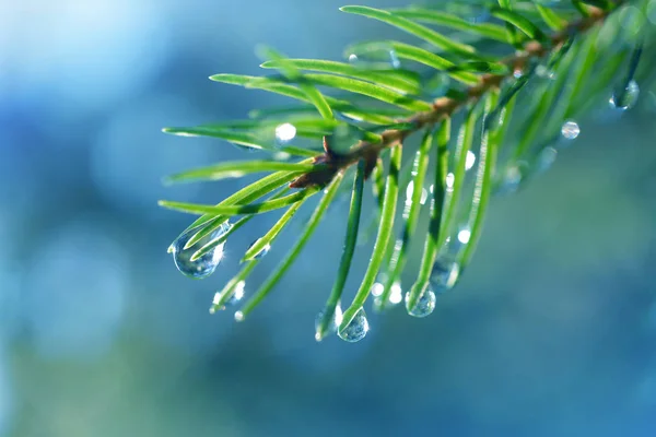 Drops Rain Needles Spruce Branch Close Spring Nature Background — Stock Photo, Image