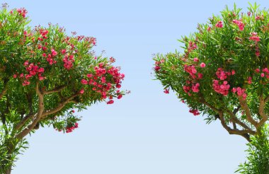 Güzel pembe çiçekli Zakkum (Nerium Oleander) mavi gökyüzü ile. Akdeniz tarafından büyüyen Bush.