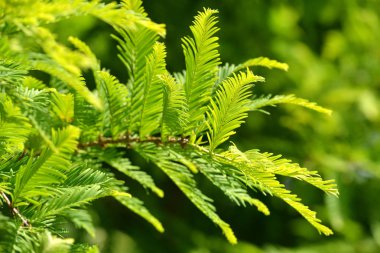 Yeşil yaprakları ile bahar dalı Metasequoia glyptostroboides (şafak Redwood) yakından.