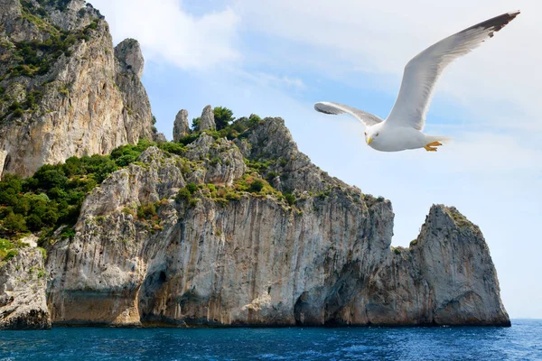 Capri Adası uçan martı. Akdeniz - İtalya, Europe.