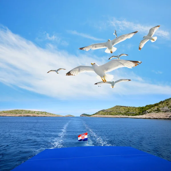 Una Bandada Gaviotas Volando Detrás Crucero Parque Nacional Kornati Croacia —  Fotos de Stock