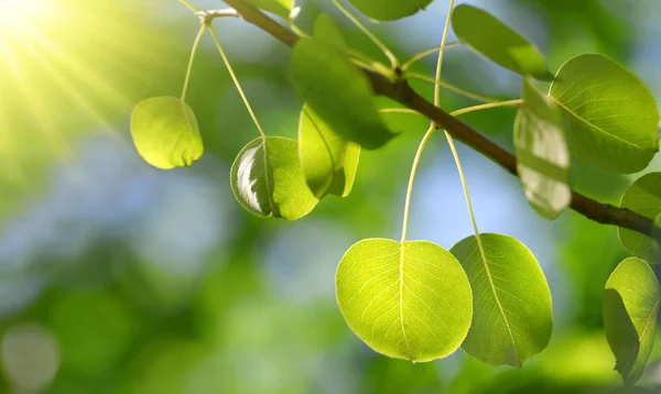 Весняна Гілка Дерева Свіжим Зеленим Листям Крупним Планом — стокове фото
