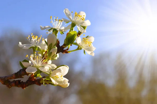 Цветущая Слива Солнечном Свете Ветвь Белыми Цветами Размытом Природном Фоне — стоковое фото
