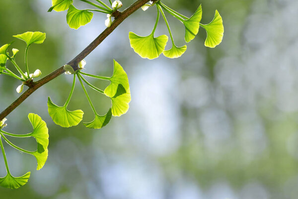Spring branch with young green leaves of Ginkgo Biloba. Nature background with copy space.