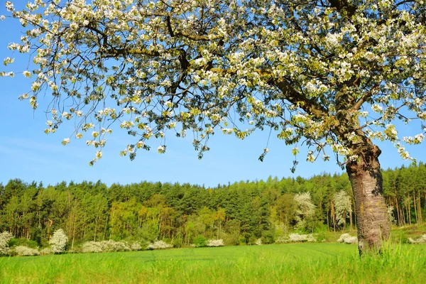 Blooming Cherry Tree Meadow Sunny Day Spring Rural Landscape — Stock Photo, Image