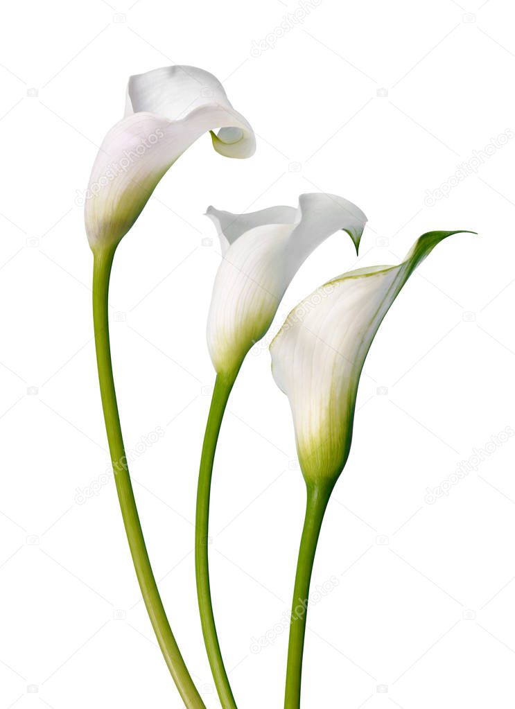 Beautiful white flowers Calla isolated on a white background.