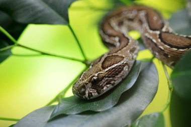 Russell's viper ( Daboia russelii ) on branch of tree. Venomous snake living in South Asia. clipart
