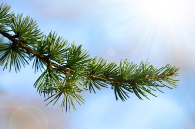 Bir sedir veya Lübnan ağacı (Cedrus sediri) twigs arka planda güneşli gökyüzü mavi.