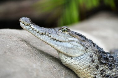 Filipinler yaşayan tatlısu timsahı (Crocodylus mindorensis).