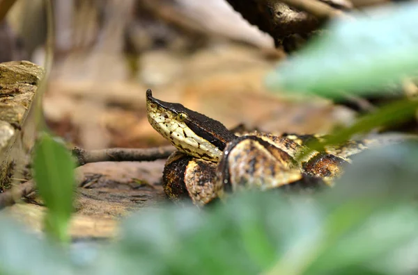 Hundred Pace Pit Viper Chinese Moccasin Deinagkistrodon Acutus Venomous Snake — Stock Photo, Image