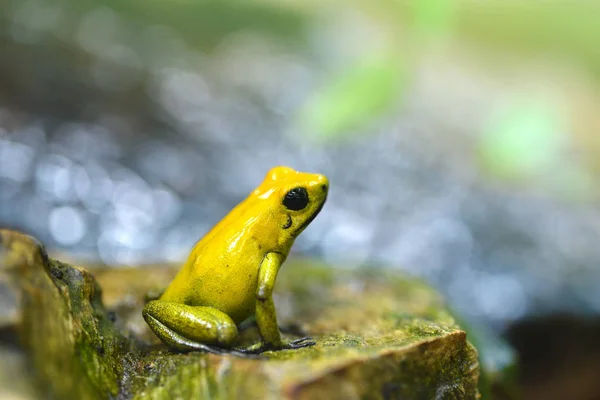 Golden poison dart frog (Phyllobates terribilis) in rainforest. Tropical frog living in South America.