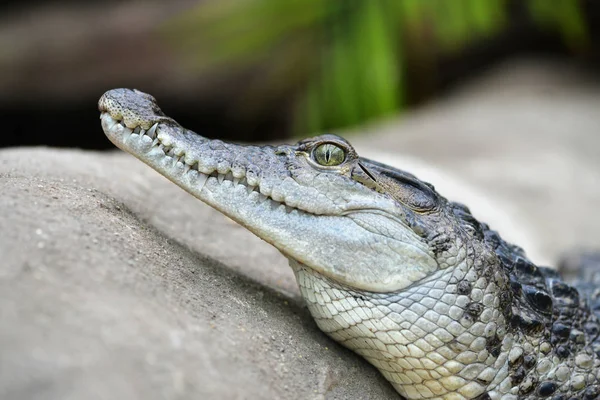 Crocodile Eau Douce Crocodylus Mindorensis Vivant Aux Philippines — Photo