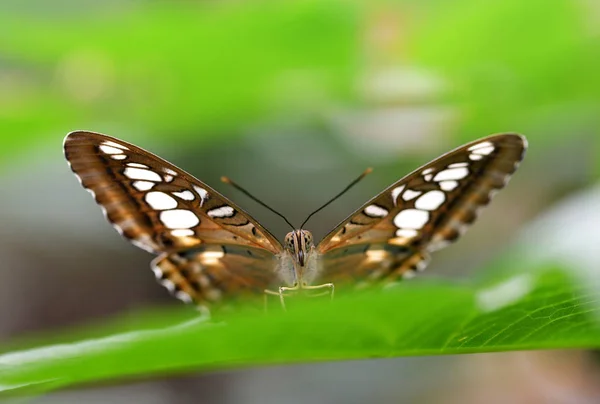 Clipper Brązowy Parthenos Sylvia Siedzi Zielony Liść Motyli Filipin — Zdjęcie stockowe