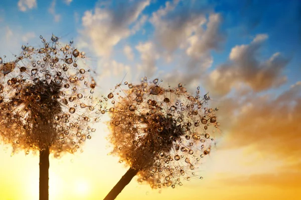 Dew Drops Frön Maskros Blommor Solnedgång Sky — Stockfoto