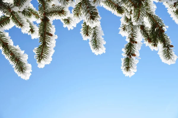 Bevroren Takken Van Vuren Boom Met Blauwe Lucht Achtergrond Winterseizoen — Stockfoto