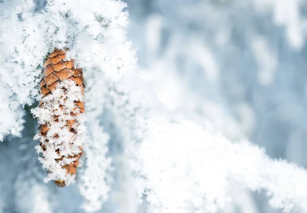 コーンとスプルースの枝を冷凍クローズ アップ 冬の背景 — ストック写真
