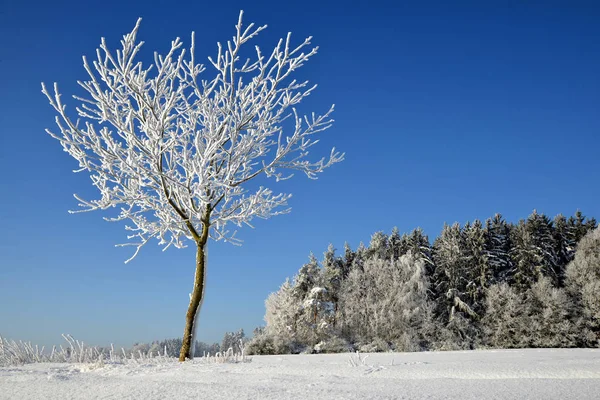 Zamrożone Drzewa Zimowe Pole Błękitne Niebo Słoneczny — Zdjęcie stockowe