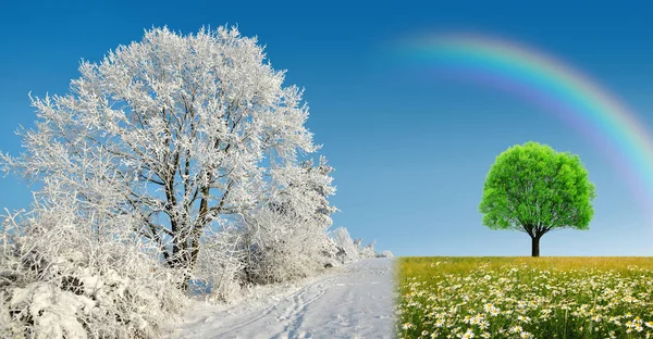 Inverno Primavera Paisagem Com Céu Azul Árvore Congelada Flores Margarida — Fotografia de Stock