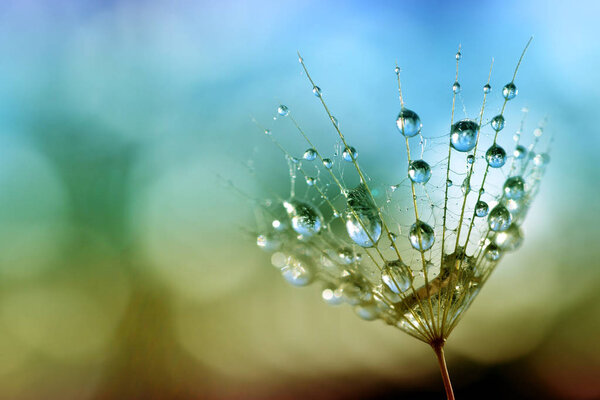 Water drops on a dandelion seed close up. Nature background.