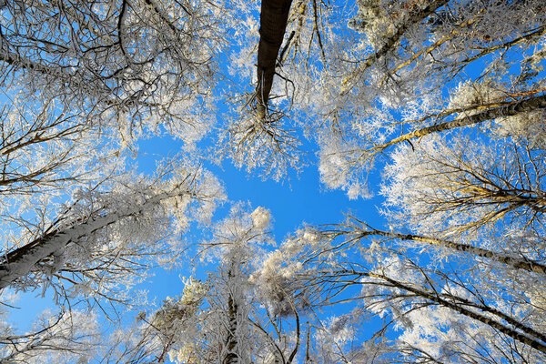 Branch of trees covered with frost on the background of blue sunny sky. 
