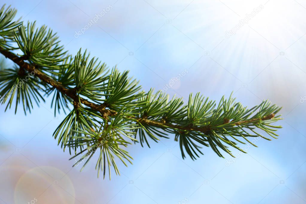 Twigs of a Cedar or Lebanon Tree (Cedrus libani) on the background blue sunny sky.
