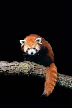 Red panda (Ailurus fulgens) siyah arka plan üzerine izole. Doğu Himalayalar ve Güneybatı Çin hayvan yaşayan nesli tehlike altında olan. 