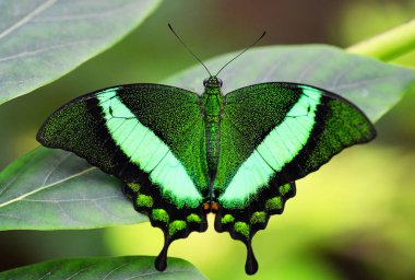 Zümrüt Swallowtail veya Green-Banded tavus kuşu, (Papilio palinurus). Tropikal kelebek açık dinlenme yaprağına kanatlı.